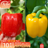 寿禾 彩椒苗大全灯笼椒种苗种子甜椒青椒辣椒菜椒方椒冬春季蔬菜苗 红黄彩椒苗各3棵
