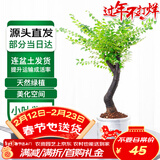 萌肉居名贵小叶紫檀盆景花卉植物盆栽小叶紫檀黑骨茶含早安盆源头直发