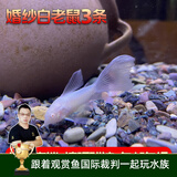 云峰海瑞清洁鱼活体热带鱼观赏鱼水族宠物工具鱼垃圾鱼老鼠鱼鱼缸除藻 婚纱白老鼠3条
