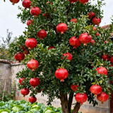 叶之静突尼斯软籽石榴树苗露天庭院阳台盆栽地栽石榴苗果树苗木 突尼斯软籽4年苗 111cm(含)-140cm(含)