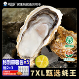 贝司令 鲜活乳山生态生蚝7XL 净重9斤 9-12只 生鲜源头直发 年货送礼