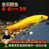 云峰海瑞清洁鱼活体热带鱼观赏鱼水族宠物工具鱼垃圾鱼老鼠鱼鱼缸除藻 金苔鼠鱼4-6cm 3条
