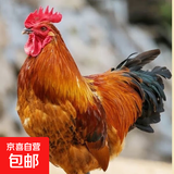 现杀新鲜鸡肉散养大公鸡农家正宗公鸡土鸡走地鸡笨公鸡整只公鸡 净重10斤【三只9斤送1斤鸡胗】