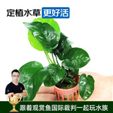 云峰海瑞水榕水草活体鱼缸造景套餐水榕椒榕活水草懒人新手真水草活体 大叶榕杯装