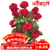 萌肉居大花月季爬藤欧月长花期植物花卉不带叶随机颜色发货1棵源头直发