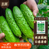 北蔬 唐山秋瓜黄瓜种子水果黄瓜春季耐热蔬菜种籽 唐山秋瓜种子约50粒