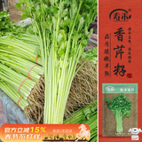 寿禾 小香芹菜种子苗四季盆栽种植蔬菜种籽 潍丰香洋香芹种子12g