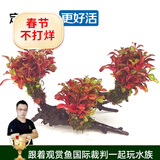 云峰海瑞 水草活体鱼缸造景套餐用品水族箱装饰鱼缸种子沉木活水草 红玫瑰沉木三头