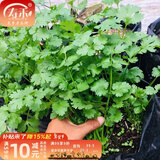寿禾 农家小叶香菜种子老品种四季芫荽蔬莱籽种籽阳台盆栽冬春季菜籽 耐热香菜种子500g（耐43℃）
