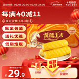 十月稻田 黄糯玉米 3.52斤(220g*8根) 东北粘苞米 早餐杂粮 马年限定