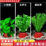 疯狂水草（FKSC）鱼缸水草蜈蚣草鱼缸造景专用懒人水培植物套餐净化水质直接入缸 【火山石】易养组合一3棵