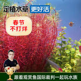 云峰海瑞水草活体懒人草鱼缸造景活体水草套餐鱼缸水草有茎类中后景真水草 【好养易活】红松尾（5只一组）
