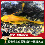 云峰海瑞清洁鱼活体热带鱼观赏鱼水族宠物工具鱼垃圾鱼老鼠鱼鱼缸除藻 黄金胡子5条