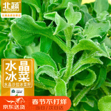 北蔬 冰菜种子苗水晶冰草阳台种盆栽四季蔬菜种籽 水晶冰菜种子1000粒