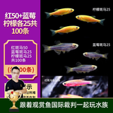 云峰海瑞热带鱼 观赏鱼 观赏鱼小型 斑马鱼 活体 热带鱼活体 小型鱼 活鱼 红50+蓝莓、柠檬各25共100条