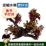 云峰海瑞 水草活体鱼缸造景套餐用品水族箱装饰鱼缸种子沉木活水草 红玫瑰6头沉木