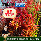 云峰海瑞水草活体懒人草鱼缸造景活体水草套餐鱼缸水草有茎类中后景真水草 【颜色艳丽】红宫廷（8-10只一组）