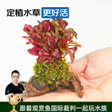 云峰海瑞 水草活体鱼缸造景套餐用品水族箱装饰鱼缸种子沉木活水草 红玫瑰沉木单头