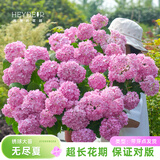 海蒂的花园海妈花园大花绣球花苗无尽夏绣球花阳台庭院四季盆栽绿植源头直发