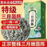 养益君 三月茵陈200g 当季新货 三月嫩茵陈蒿茶茵陈茶 棉茵陈绵茵陈