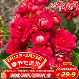 萌肉居长寿花盆栽绿植盆栽卉盆景桌面盆栽/长寿花大红+早安盆源头直发