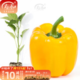 寿禾 彩椒苗大全灯笼椒种苗种子甜椒青椒辣椒菜椒方椒冬春季蔬菜苗 (黄甜椒）黄椒苗 6棵