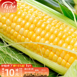 寿禾 超甜水果玉米种子大全紫糯黑甜糯可生食粘甜种孑冬春季寿光蔬菜 黄甜型 斯达205种子50g约350粒