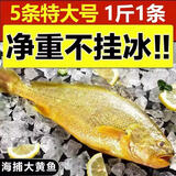 颐菁泽 黄花鱼 大黄鱼 鲜活船冻国产东海净重无冰年货海鲜礼盒元旦送礼  1斤/条（2条装）