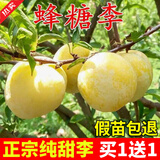 蒲恋嫁接蜂糖李子树苗带分枝脱骨青脆李子果树苗南北方盆地栽当年结果 6年精品苗【买一送一】当年结果 正宗蜂糖李子树苗