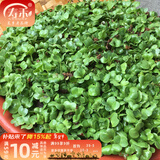 寿禾 天津沙窝萝卜种子冬春季大全水果青罗卜季长白寿光蔬菜菜籽种孑 青萝卜苗种子500g装