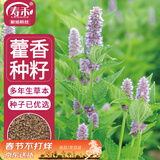寿禾藿香种子种苗食用香草家庭阳台种植 潍丰香洋藿香种子2000粒
