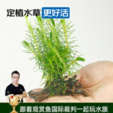 云峰海瑞 水草活体鱼缸造景套餐用品水族箱装饰鱼缸种子沉木活水草 南极杉沉木单头（金鱼冷水鱼不吃的水草）