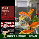 云峰海瑞观赏金鱼 冷水鱼 观赏鱼耐活鱼 活体鱼 淡水鱼小金鱼活鱼锦鲤活鱼 养不死金鲫鱼8-11cm10条+4条抵损