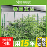西红柿支架番茄架子阳台种植架豆角黄瓜爬藤架花卉绿植支撑架植物 11mm*90cm三杆六卡(30cm)