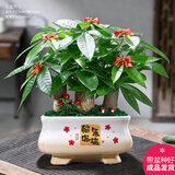 幼薇发财树盆栽树桩招财室内大型绿植开业送礼前台大号金钱树四季常青 三棵发财树+四花福满陶瓷盆 带盆栽好