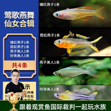 云峰海瑞 小型热带鱼观赏鱼活体红绿灯鱼淡水水族鱼宠物虎(四间鱼)皮鱼 莺歌燕舞仙女合辑 共4条