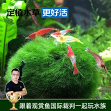 云峰海瑞 鱼缸造景真活体水草草坪水草种子鱼缸草缸造景水族箱装饰前景 绿藻球（观赏虾蟹喜欢的天然食物）
