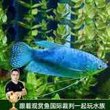 云峰海瑞 小型热带鱼观赏鱼活体红绿灯鱼淡水水族鱼宠物虎(四间鱼)皮鱼 蓝曼龙鱼3条