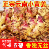 云南小黄姜新鲜老姜10斤沙姜仔姜月子姜南姜农家现挖干姜生姜批发 8.5斤 【正宗小黄姜】源头直采包邮