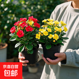 五彩虎刺梅粉色铁海棠盆栽室内水培花卉好养植物客厅耐热耐旱绿植 【红色+黄色】虎刺梅【原盆原土】2盆