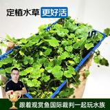 云峰海瑞 鱼缸造景真活体水草草坪水草种子鱼缸草缸造景水族箱装饰前景 天湖盒（长方盒）1盒