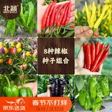 北蔬辣椒种子苗美人椒朝天椒薄皮皱椒四季阳台蔬菜籽 8种辣椒种子大全