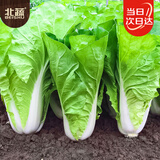 北蔬奶油快菜种子苗春季小白菜蔬菜种籽 卓脆速生奶油快菜种子约500粒