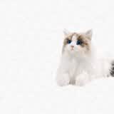 Chongker宠客仿真玩偶趴姿布偶猫咪公仔毛绒娃玩具送女生儿童生日新年礼物 白色裸猫 35*20*23