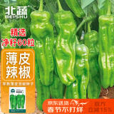北蔬泡椒辣椒种子苗微辣薄皱皮辣椒盆栽种菜种籽 早熟薄皮椒种子60粒