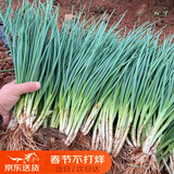 北蔬 小香葱种子四季播种阳台盆栽蔬菜种籽 四季小香葱种子1000粒x2包