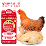 温氏 供港黄油鸡净重2斤 冷冻 黄油母鸡农家土鸡整鸡 散养 鸡肉