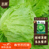 北蔬 结球生菜种子种苗圆生菜球绿叶盆栽蔬菜种籽 结球生菜种子10g