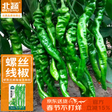 北蔬 辣椒种子苗螺丝椒特辣早中熟春四季种蔬菜种籽 螺丝线椒种子60粒