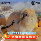 暮秋小主血统宠物兔垂耳兔活体大型安哥拉长毛迷你侏儒猫猫兔活物已做疫苗 纯血双血统垂耳兔（稀有货少）